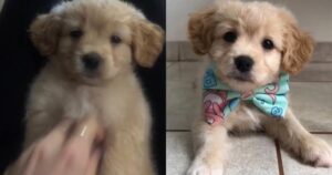 Adotta un cucciolo credendo sia un Golden Retriever, ma quando cresce capisce che qualcosa non torna (VIDEO)