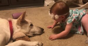 Bimba riempie il suo cane di baci sul naso e la risposta del pelosetto è dolcissima (VIDEO)
