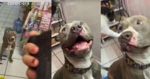 Cagnolino pitbull incontra per la prima volta dei gattini e la reazione provoca shock (VIDEO)