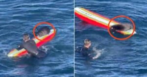 Una lontra che ruba le tavole da surf è ricercata in California: anche la madre ha avuto la stessa sorte (VIDEO)