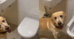 Un simpatico Labrador italiano in vacanza in Francia ricerca disperatamente il bidet (VIDEO)