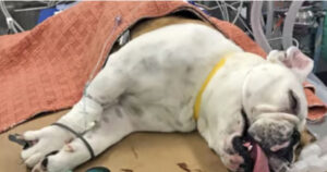 Il veterinario fa una radiografia al cane malato e rimane senza parole