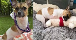 Cucciolo di Chihuahua senza zampe anteriori è inseparabile dai suoi amici di peluche (VIDEO)