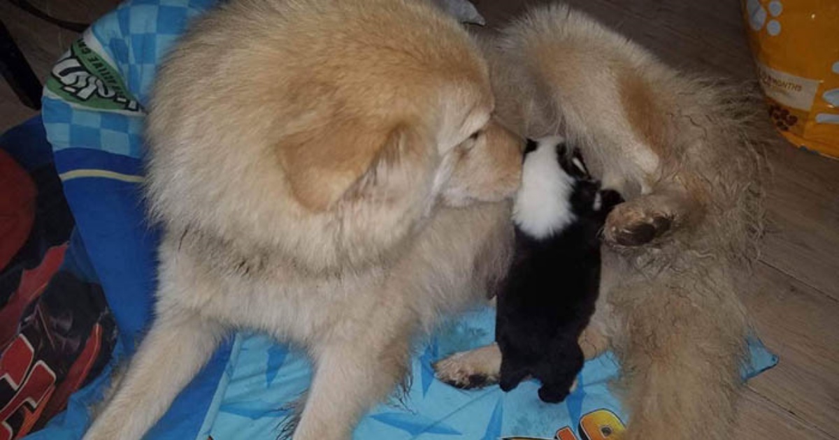 cagnolona e cuccioli