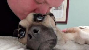 La storia di Angel, un cagnolino finalmente felice dopo una vita di sofferenze (VIDEO)