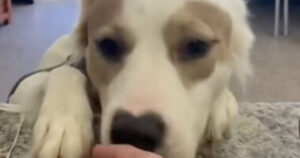 Cagnolini del rifugio salutano con amore il personale dopo essere stati adottati, un video che commuove il cuore (VIDEO)