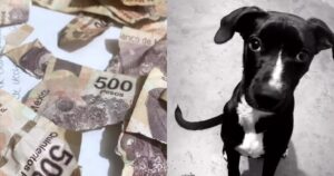 Cagnolino distrugge tutti i risparmi della sua proprietaria lasciandola nella più totale disperazione (VIDEO)