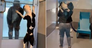 Cagnolino ospite di un rifugio al settimo cielo nel rivedere la famiglia che pensava di aver perso per sempre (VIDEO)