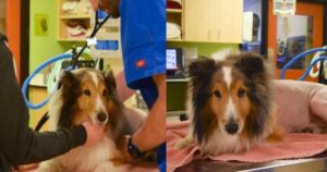 Cane paralizzato stava per essere soppresso finché il veterinari non ha notato un dettaglio