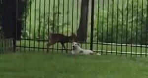 Cane protegge un cerbiatto intrappolato tra le sbarre fino all’arrivo dei soccorsi (VIDEO)