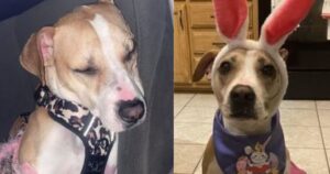 Cagnolino dato alle fiamme volontariamente sta finalmente recuperando per ritornare a casa (VIDEO)