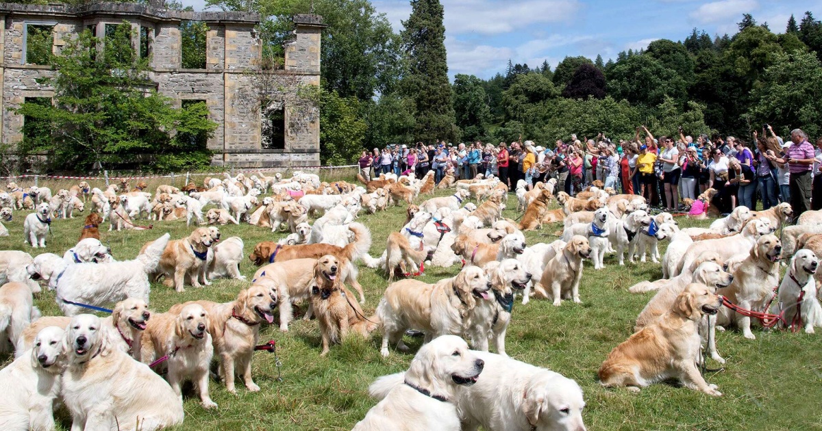 Golden Retriever in scozia