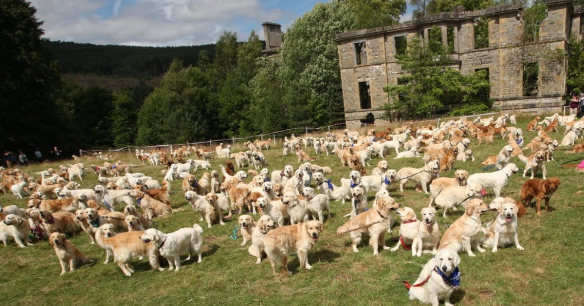 cani Golden Retriever