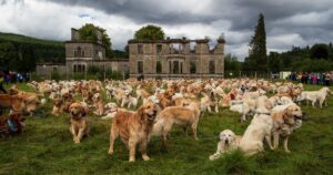 Centinaia di Golden Retriever provenienti da tutto il mondo si sono radunati in Scozia (VIDEO)