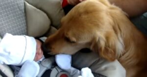 Chester il Golden Retriever incontra il piccolo neonato per la prima volta (VIDEO)
