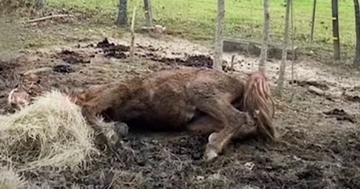 Cavallo con la testa nel fango