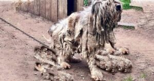 Cagnolino correva alla porta ogni volta che sentiva un rumore, nella speranza che qualcuno arrivasse ad aiutarlo (VIDEO)