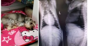 Donna porta la sua cagnolina dal veterinario per fare il bagno e quando la riprende nota che ha le costole rotte