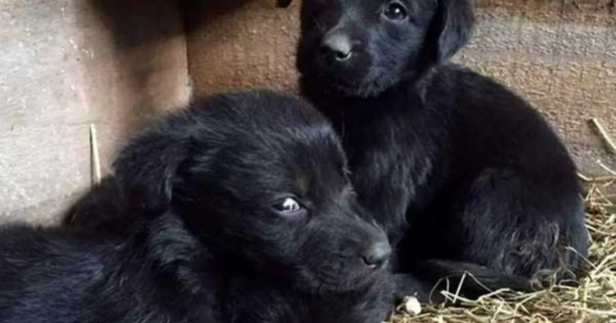 Cuccioli di cane