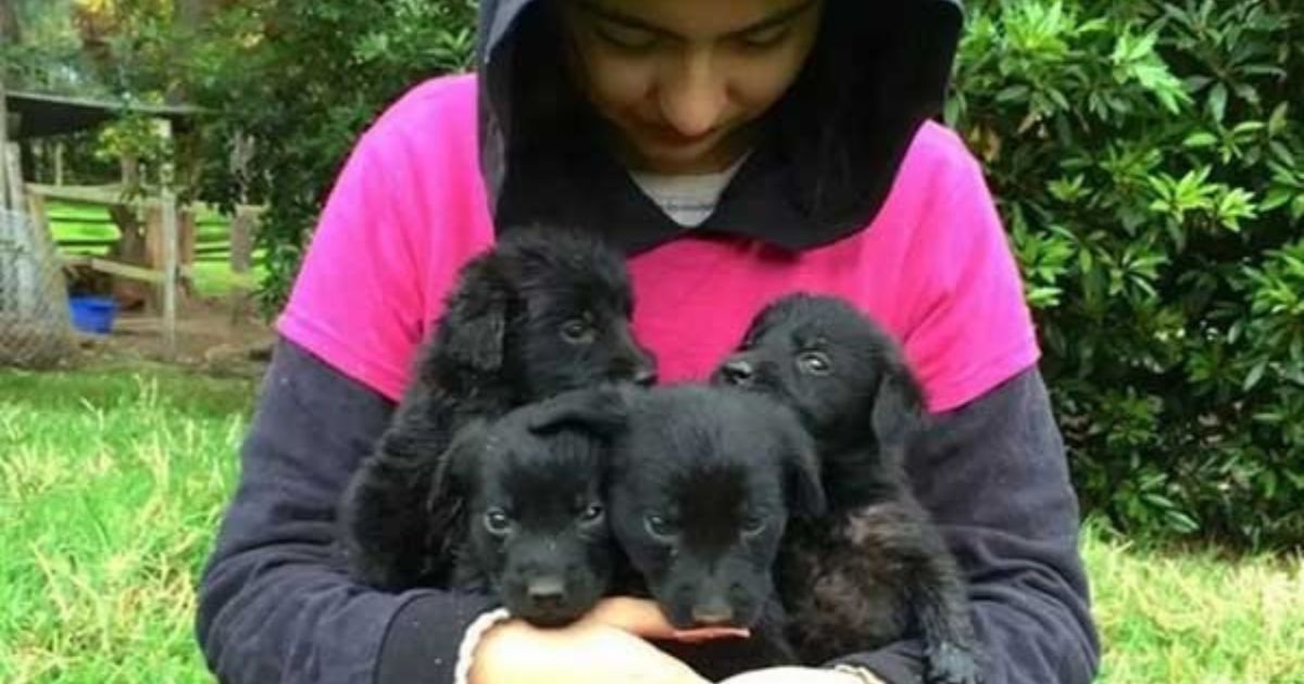 Ragazza tiene cuccioli di cane in braccio