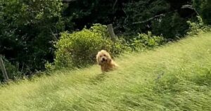 Due sorelle incontrano un cagnolino randagio durante la vacanza e decidono di fare qualcosa