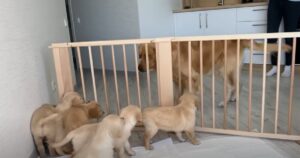 Il bellissimo momento in cui un Golden Retriever incontra i suoi 11 cuccioli