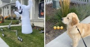 La reazione del Golden Retriever alle decorazioni di Halloween diverte il web (VIDEO)