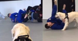 Golden Retriever si innamora del Jiu-Jitsu e decide di diventare un’atleta (VIDEO)