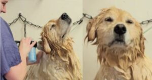 Golden Retriever adora fare il bagno e scioglie il web (VIDEO)
