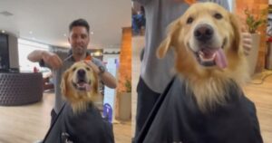 Momento dolcissimo: Golden Retriever diventa virale dopo essere stato curato dal barbiere (VIDEO)