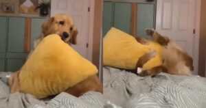 Golden Retriever cade dal letto e diventa virale (VIDEO)