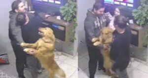 Golden Retriever chiede le attenzioni di tutta la sua famiglia (VIDEO)