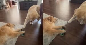 Golden Retriever dimostra che la condivisone è importante rubando furtivamente il gioco da sua sorella (VIDEO)