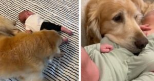 Golden Retriever dà il benvenuto al suo fratellino umano: non lo perde mai di vista (VIDEO)