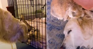 Golden Retriever e un coniglio sono diventati inseparabili e hanno commosso il web (VIDEO)