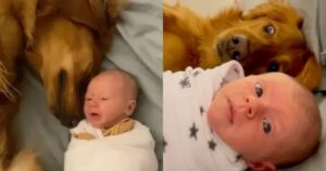 La storia di vero amore tra un Golden Retriever e il fratellino umano neonato (VIDEO)