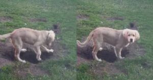 Golden Retriever fa amicizia con degli animali inaspettati (VIDEO)