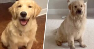 Golden Retriever fa un pasticcio con il fango dopo una sessione di giochi in giardino (VIDEO)