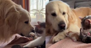 Golden Retriever ha una reazione dolcissima quando vede la gatta allattare i suoi gattini appena nati (VIDEO)