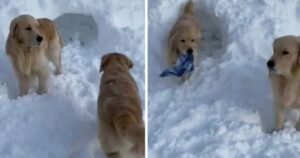 I proprietari non riescono a credere a ciò che il loro Golden Retriever ha trovato nella neve (VIDEO)
