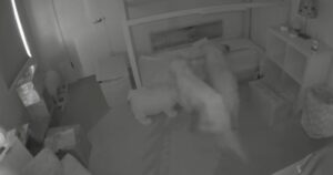 Golden Retriever monelli reclutano la sorellina umana per commettere un misfatto in casa (VIDEO)