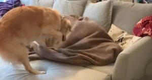 Golden Retriever non riesce a smettere di giocare a nascondino con i suoi proprietari (VIDEO)