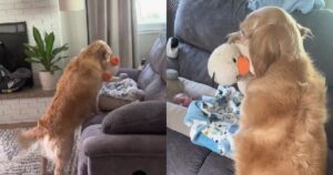 Il dolcissimo gesto del Golden Retriever nei confronti del neonato è puro amore (VIDEO)