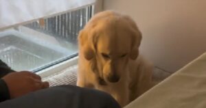 La reazione del Golden Retriever alla nuova regola imposta diventa virale (VIDEO)