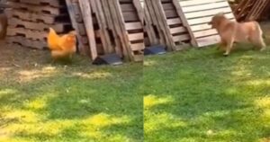Golden Retriever gioca a nascondino con un pollo e diventa virale (VIDEO)