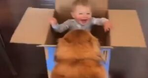 Golden Retriever fa scatenare risate al fratellino umano con un gioco inaspettato dentro una scatola di cartone (VIDEO)
