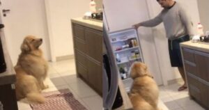 Golden Retriever sciopera davanti al frigorifero per non aver ricevuto la sua adorata frutta (VIDEO)