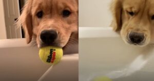 Cucciolo di Golden Retriever scopre lo scivolo della vasca da bagno e va a prendere tutte le sue palline (VIDEO)
