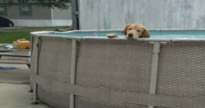 Golden Retriever fa i capricci, rifiuta di uscire dalla piscina (VIDEO)