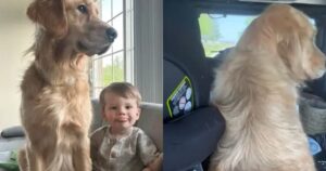 Golden Retriever si siede sempre vicino al seggiolino del bambino in auto per proteggerlo (VIDEO)